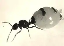 Fotografie, halb dorsal, halb lateral