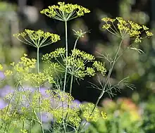 Dill(Anethum graveolens)