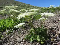 Angelica acutiloba subsp. iwatensis