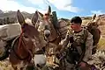 Marineinfanterist mit Maultieren (2012)