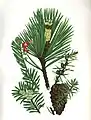 Waldkiefer, Gemeiner Wacholder und Europäische Eibe aus The Flowering Plants of Great Britain
