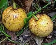 Annona glabra
