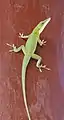 Grünes Anolis Weibchen