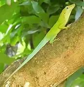 Anolis