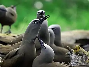 Noddis (Anous stolidus)