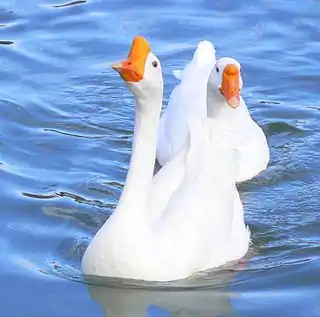 Höckergans