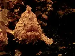 Hispid-Anglerfisch
