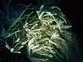 Anthelia glauca