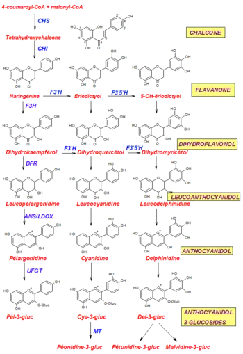 Biosynthese von Pelargonidin, Cyanidin und Delphinidin