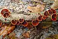 Anthracophyllum lateritium