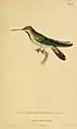 Grünbrust-Mangokolibri, gemalt von Jean-Gabriel Prêtre (1768–1849)