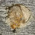 Exuvie an einer Nisthilfe für Wildbienen