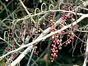 Antidesma venosum (versch. Antidesma-Arten haben ähnliche Früchte)