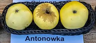 Antonowka