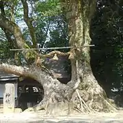 Der Kampferbaum