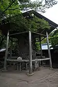 Stumpf der Zelkovia