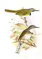 Apalis thoracica claudei  illustriert von Henrik Grönvold