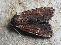 Dunkelbraune Form