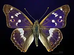 Dorsalansicht ♂