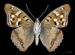 △ Ventralansicht ♂