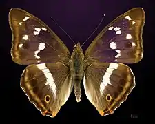 Dorsalansicht ♂