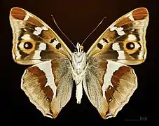△ Ventralansicht ♂
