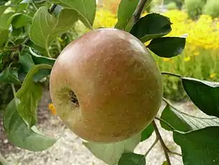 Krügers Dickstiel