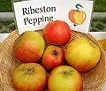 Sortenkorb mit Exemplaren des Rib(e)ston Pepping