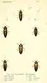 Aphanisticus goudotii (Figur 3)