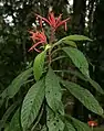 Aphelandra golfodulcensis