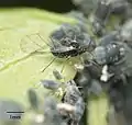 Geflügeltes Exemplar