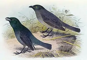 Lord-Howe-Star aus Gregory Mathews: Birds of Australia1910–1928