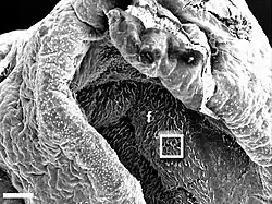 Rhinophorenfurchen mit Ziliarzellen an der Epitheloberfläche eines Kalifornischen SeehasenElektronenmikroskop: mittlere AuflösungSkala: Balken=100 μm.f – FaltungenQuadrat – nächster Ausschnitt