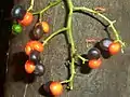 Fruchtstand