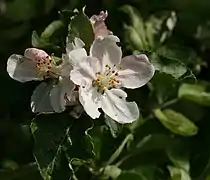 Einzelblüte