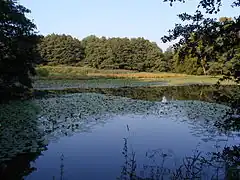 Aprather Mühlenteich mit großem Seerosenbestand (Sommer 2002)