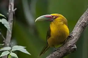Goldtukan