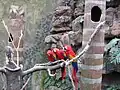 Papageienfreiflughalle mit Bruthilfen