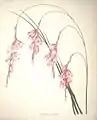 Sparaxis pendula (L.f.) Ker Gawl. i(Synonym für Dierama pendulum)