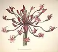 Brunsvigia multiflora W.T.Aiton (Synonym für Brunsvigia orientalis (L.) )