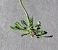 Rosette der Grundblätter von Arabidopsis arenosa subsp. arenosa, Almsee, Oberösterreich