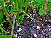 Karpophor der Erdnuss mit Fruchtknoten an der Spitze, bevor er sich in die Erde bohrt