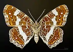 Araschnia levana f. prorsa  △