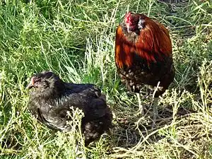 Araucana