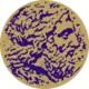 Gemeindelogo von Gemeinde Archea Olymbia