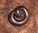 Archispirostreptus gigas ist der größte bekannte Doppelfüßer und damit auch der größte noch lebende Tausendfüßer. Wie die heimischen Schnurfüßer kann auch er sich zusammenrollen