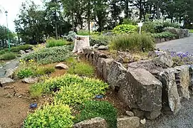 Arktische Flora