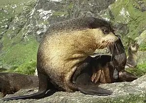 Subantarktischer Seebär