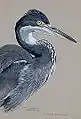Schwarzhalsreiher (Ardea melanocephala) in Album of Abyssinian Birds and Mammals, 1930