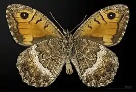 ♂  △